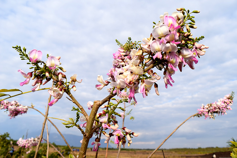 Meandering Through Malawi