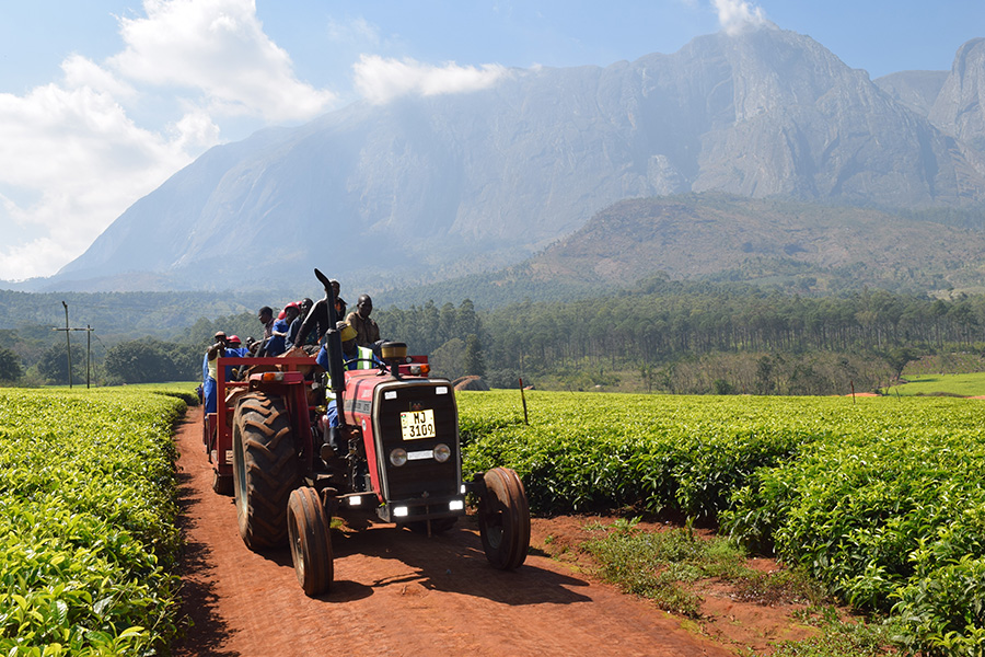 Meandering Through Malawi