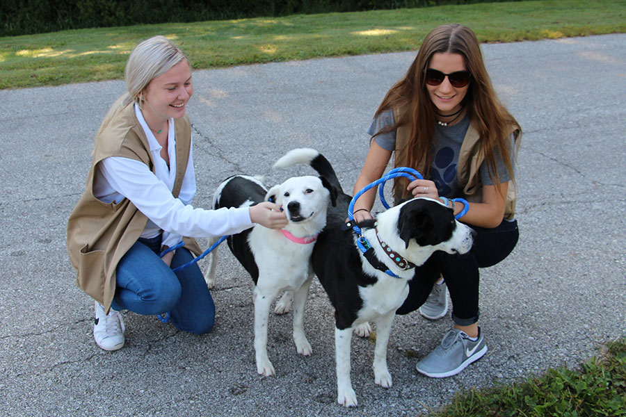 Seniors Anna Tomka and Lauren Jones walk a bonded pair of Border Collie Mix dogs "Romeo and Juliet" at Wayside Waifs. 