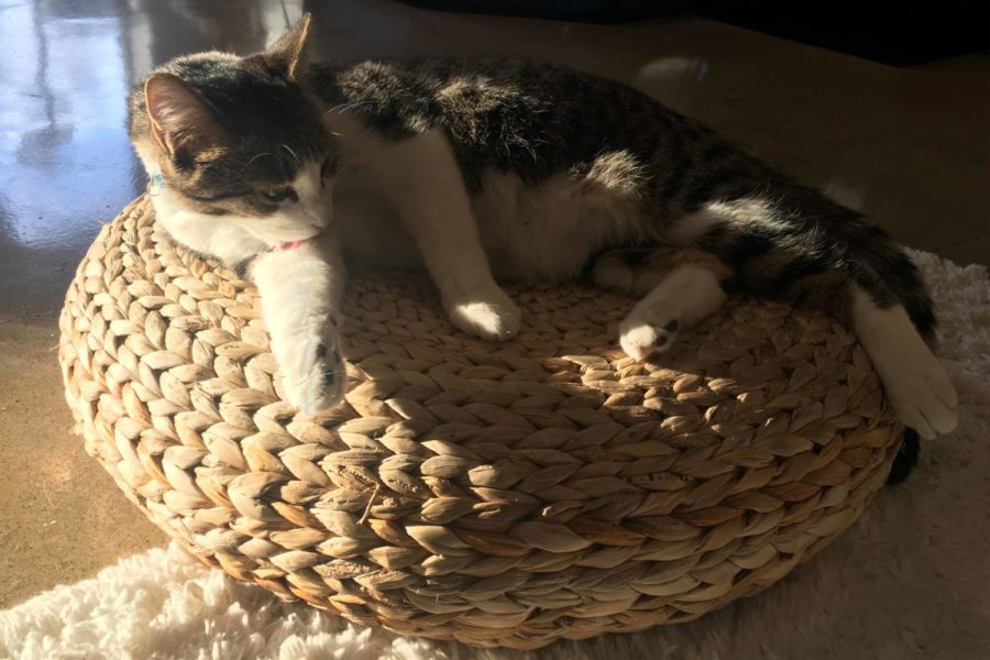 One of the many cats at Whiskers Cafe lounging in the sun.