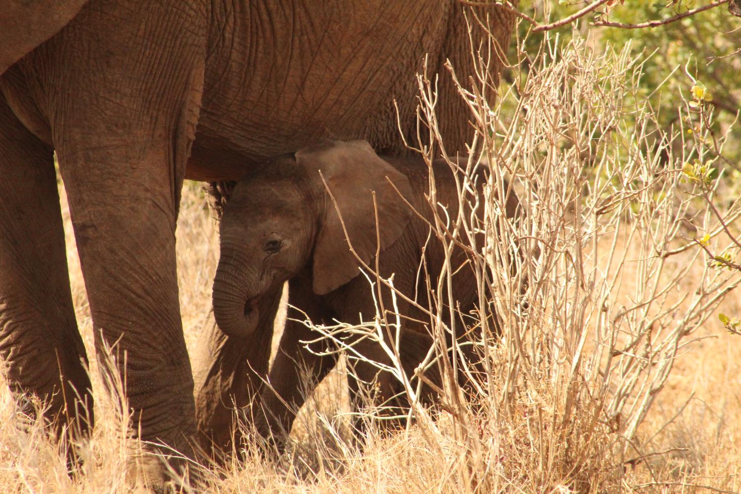 The Young Conservationists | Kenya Deep Dive Photogallery