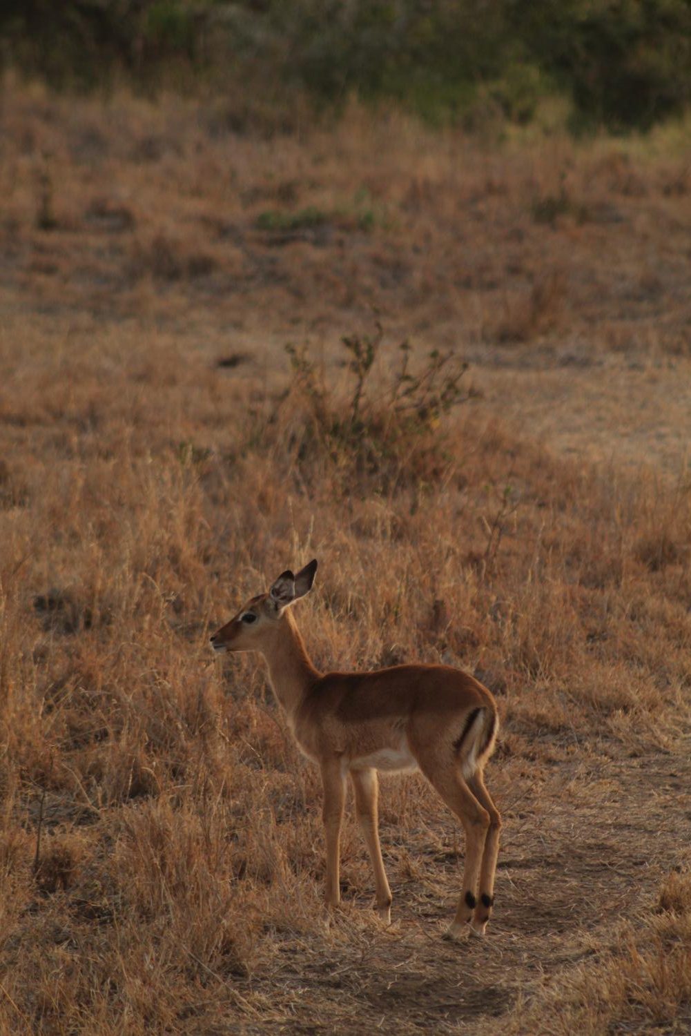 The Young Conservationists | Kenya Deep Dive Photogallery