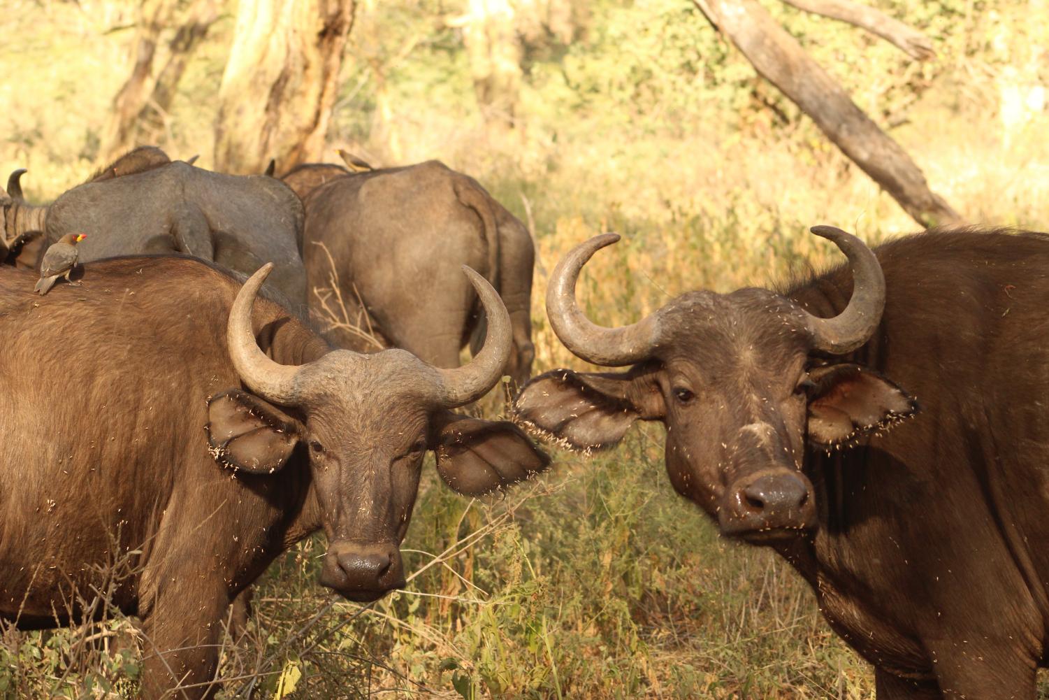 The Young Conservationists | Kenya Deep Dive Photogallery