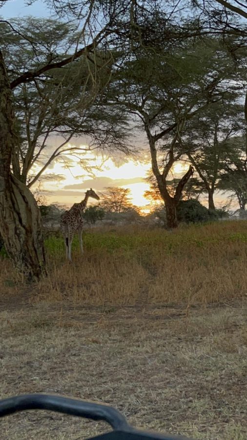 At sunset the giraffe feeds on trees.