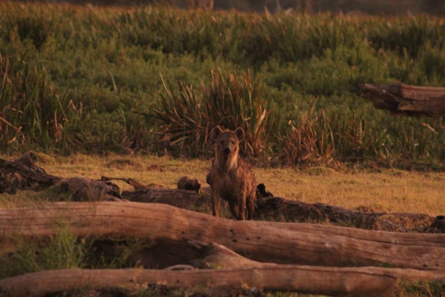 On a morning game drive the Young Conservationists saw hyenas.