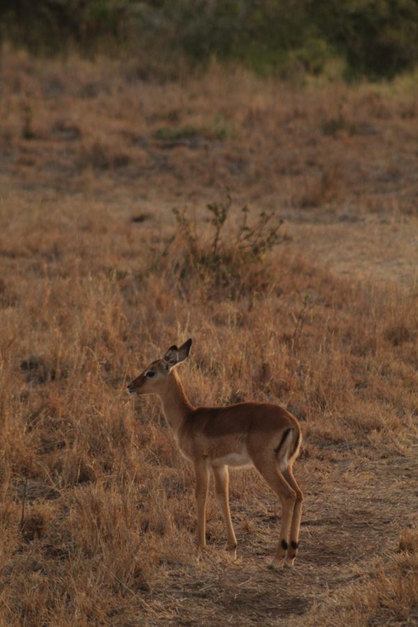 An impala was spotted on a nightly game drive.