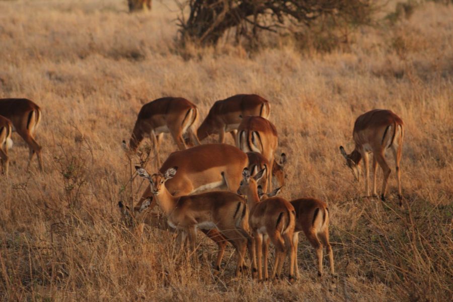 Out on a morning game drive there was a flock of impalas basking in the sunrise.