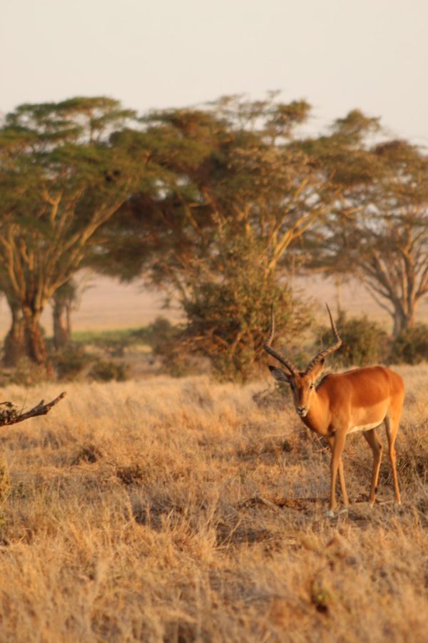 The male impala walks away from the herd.