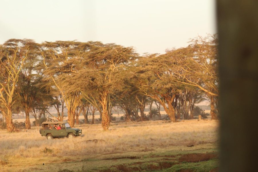 While on a morning drive other safari vehicles from Lewa's luxury lodges drive around tourists.