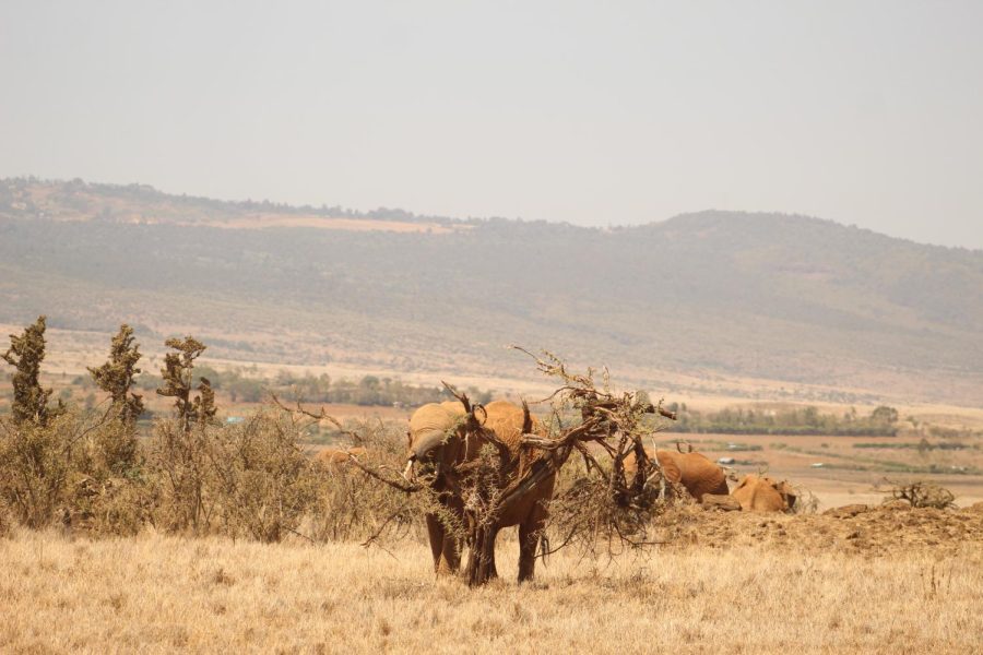 The elephants munches on a tree.