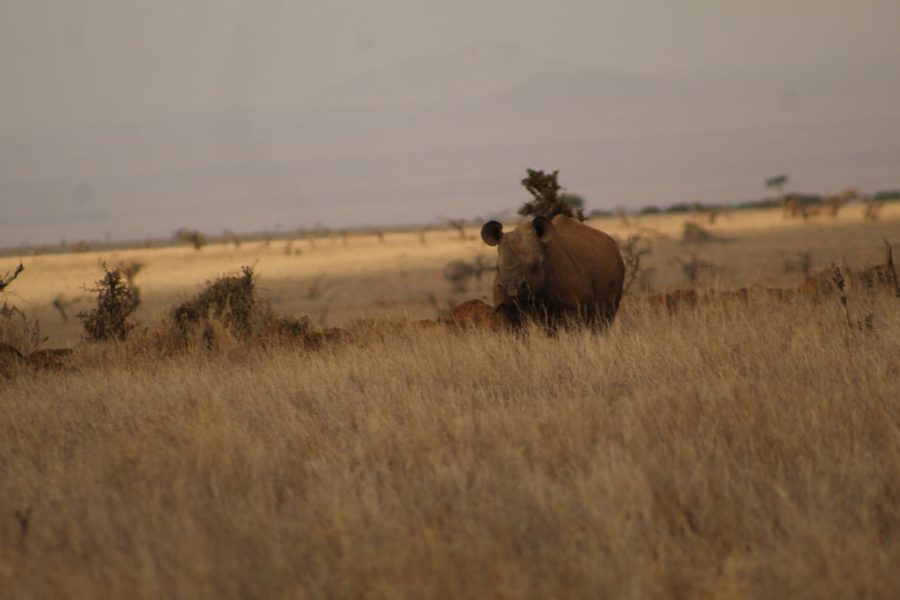 A white rhino feeds in the tall grass.