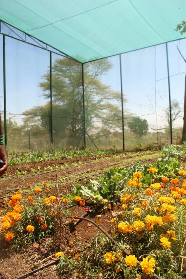 The garden at a local school funded by Lewa Wildlife Conservancy.