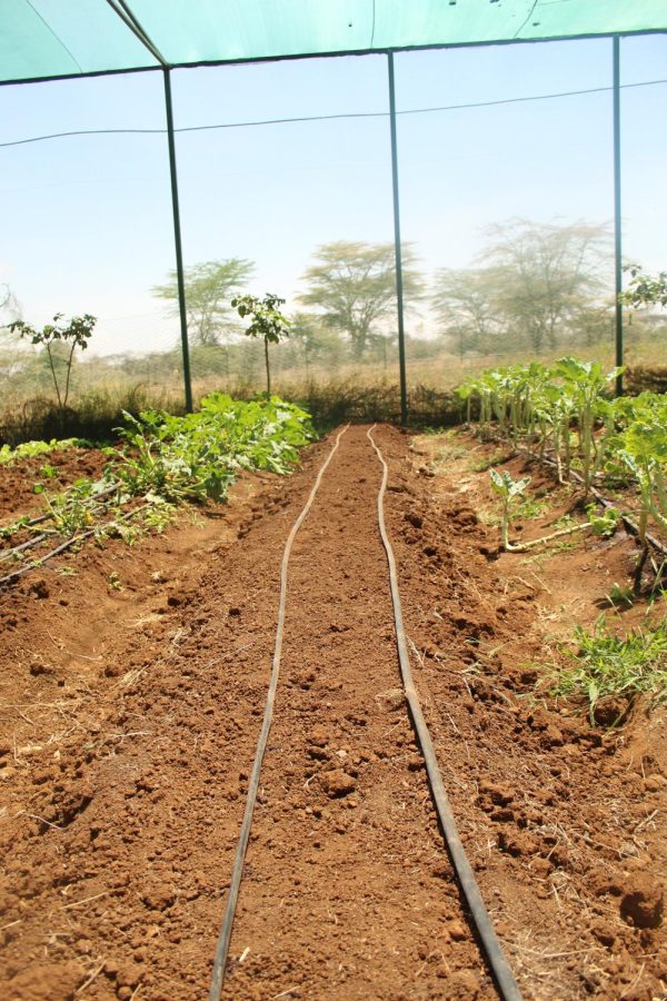 The local school funded by Lewa Wildlife Conservancy uses drip irrigation in order to preserve water.