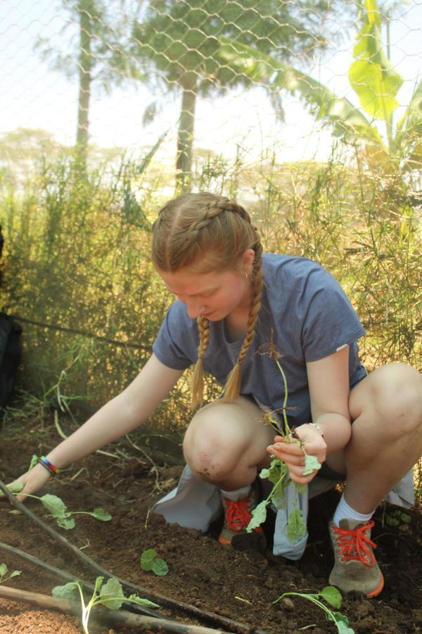 Junior Claire Boma plants seedlings in the garden.