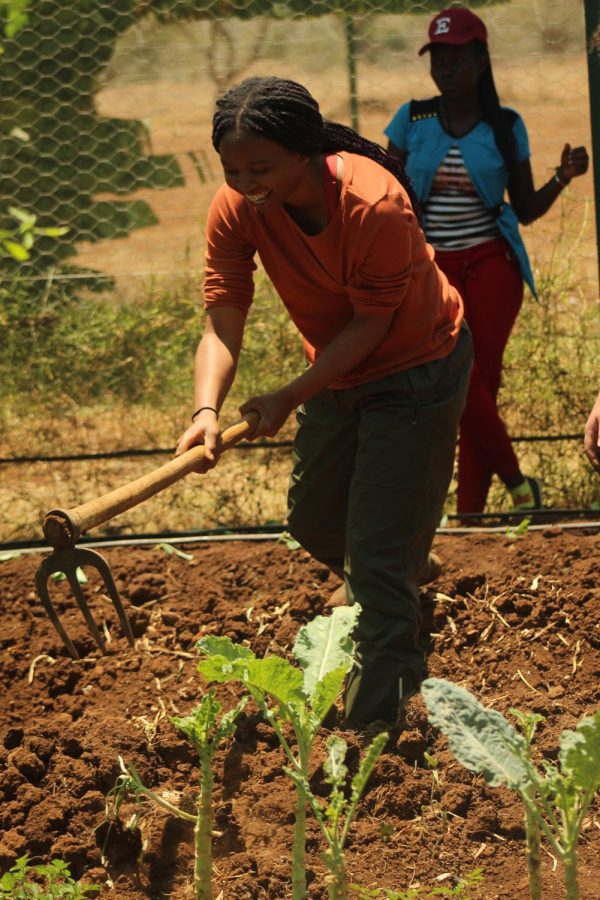 Junior Kosi Okuagu takes her turn tilling the garden.