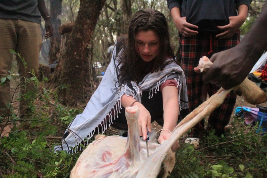 *TRIGGER WARNING* Taking turns skinning the goat junior Suzanne Sade helps take off the hide.