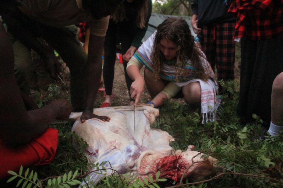 *TRIGGER WARNING* In order to skin the goat junior Lucy Wittek pulls back the hide as she cuts it away from the flesh.